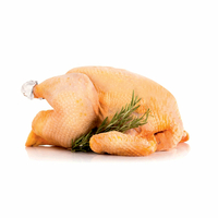 Pollo Occhio d'Oro